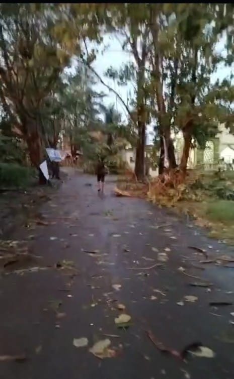 Pohon tumbang di jalan-jalan poros kota sengkang