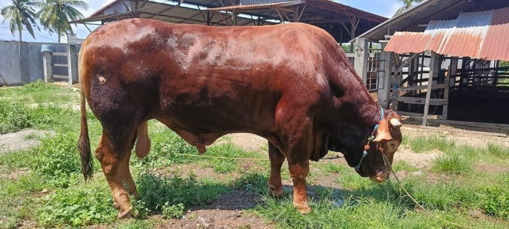 Presiden RI Serahkan Sapi Kurban Jenis Simental untuk Warga Sidrap