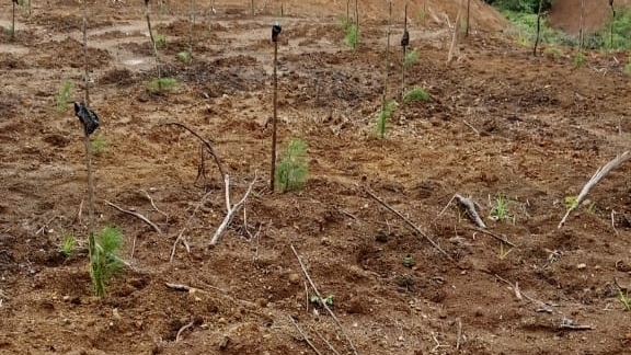Dugaan Perambahan Hutan di Tombolo Pao Ditangani Polisi, Izin Getah Pinus&nbsp;Diselidiki