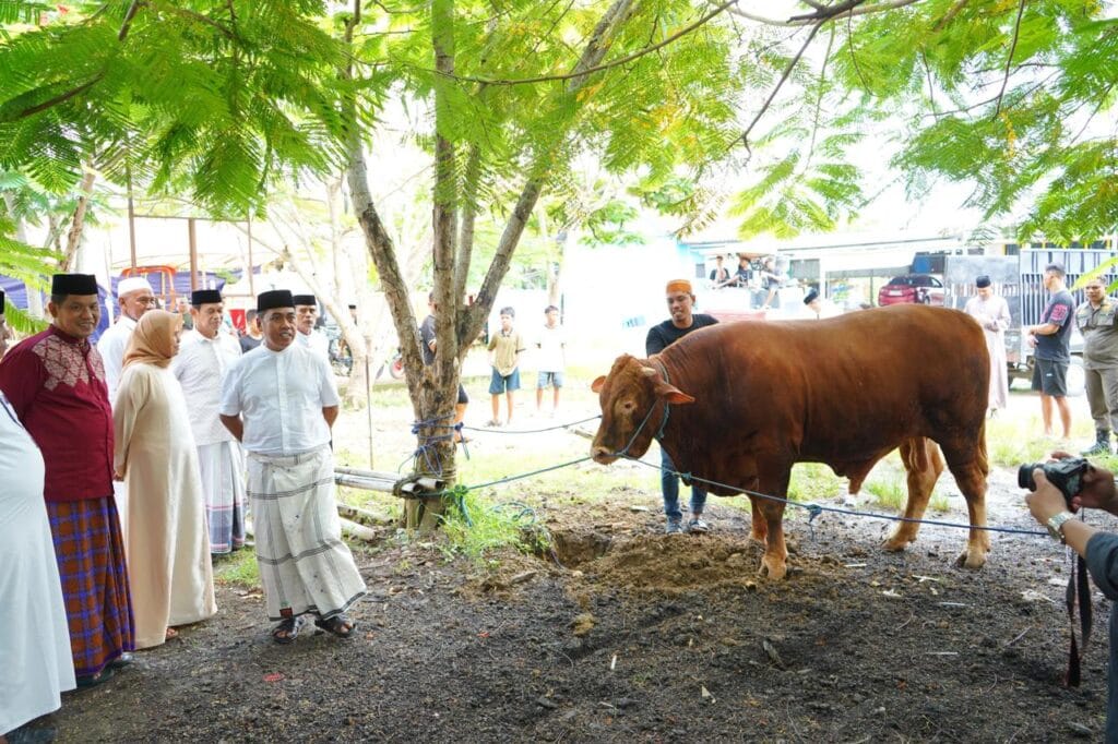 Terima Sapi Kurban dari Presiden Prabowo, Bupati Wajo: Akan Langsung Didistribusikan
