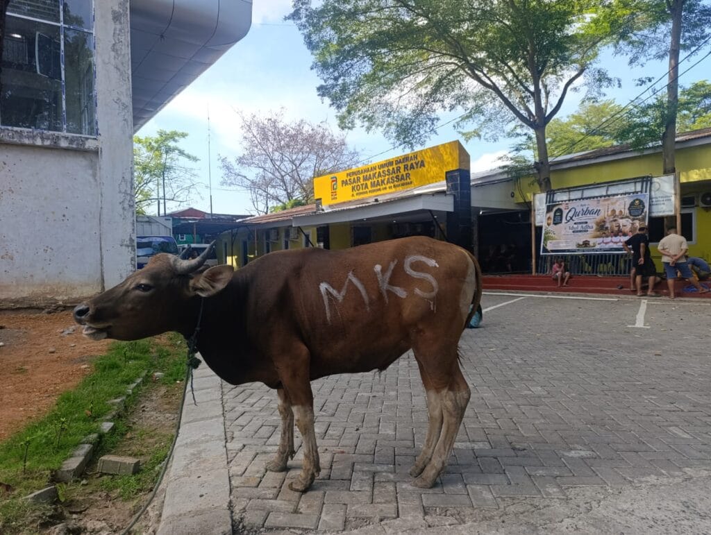 Melalui Qurban, Perumda Pasar Makassar Tebarkan Kebahagiaan untuk Warga dan Pegawai